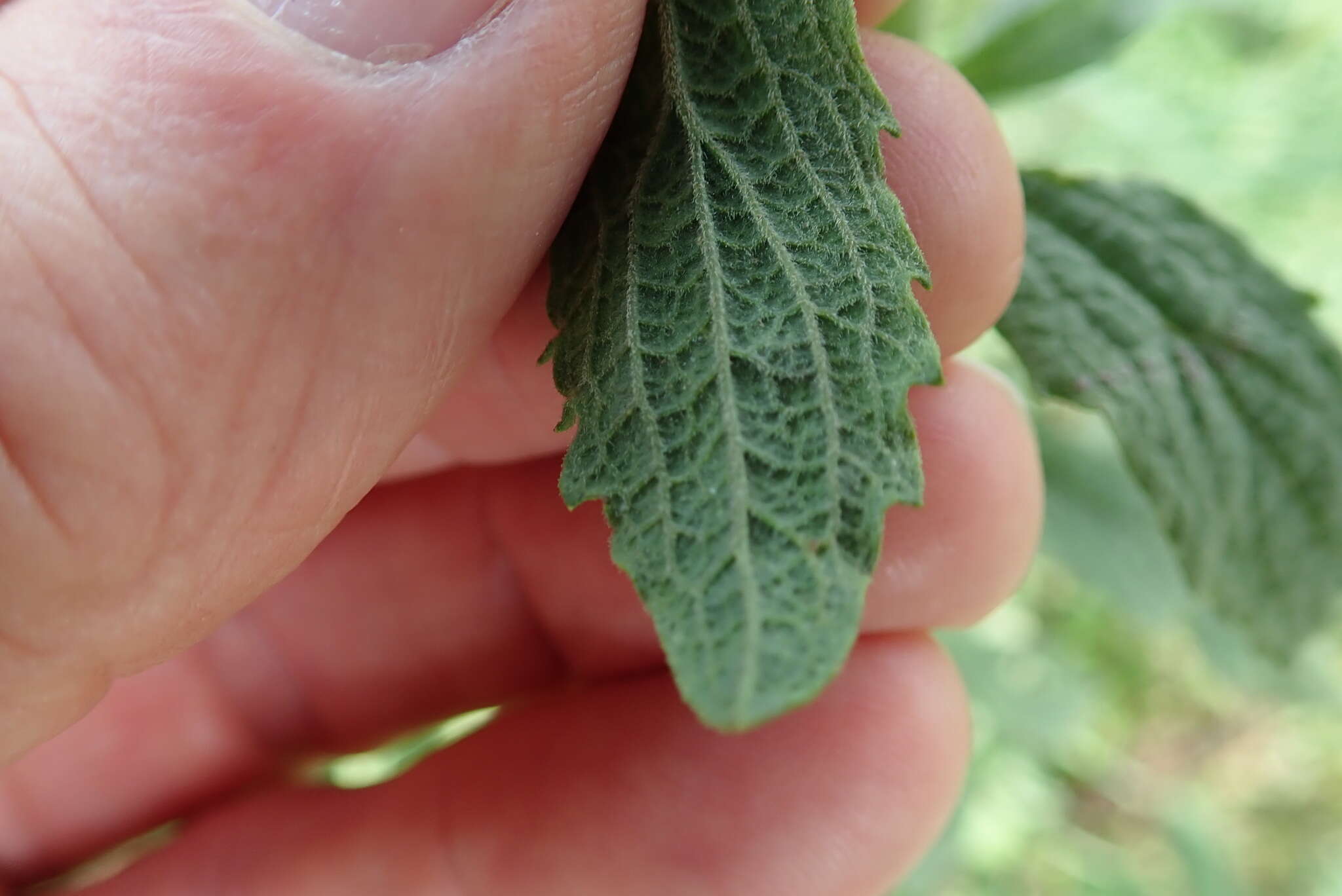 Nidorella auriculata DC. resmi