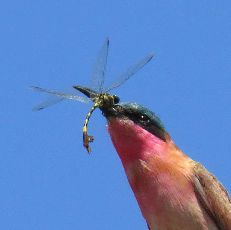 Imagem de Phyllogomphus selysi Schouteden 1933