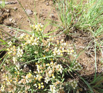 Image of Helichrysum dregeanum Harv. & Sond.