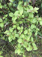 Cornus sericea subsp. sericea resmi