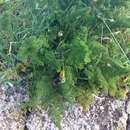 Sivun Thapsia asclepium subsp. asclepium kuva