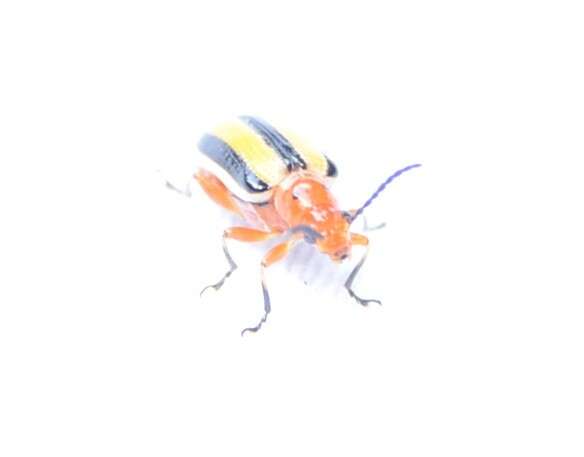 Image of Three-lined Potato Beetle