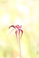 Image de Caladenia filifera Lindl.