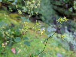 Image of Thalictrum javanicum Bl.