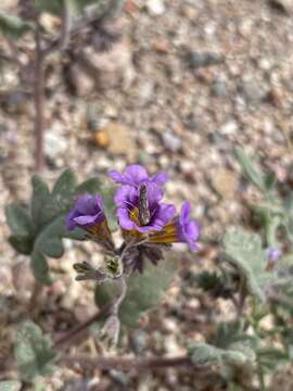 Image of nakedstem phacelia