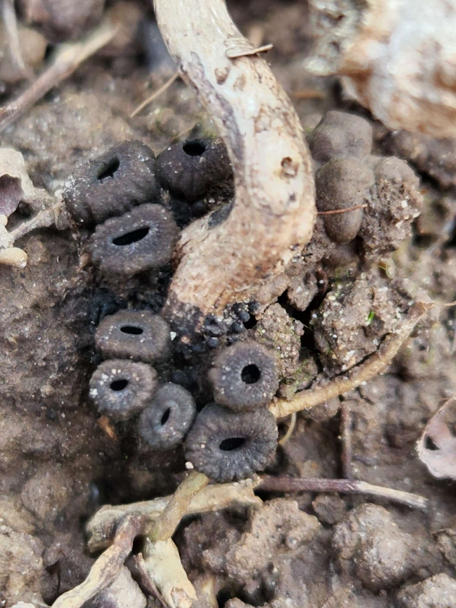 Plancia ëd Plectania cyttarioides (Rehm) Korf 1957