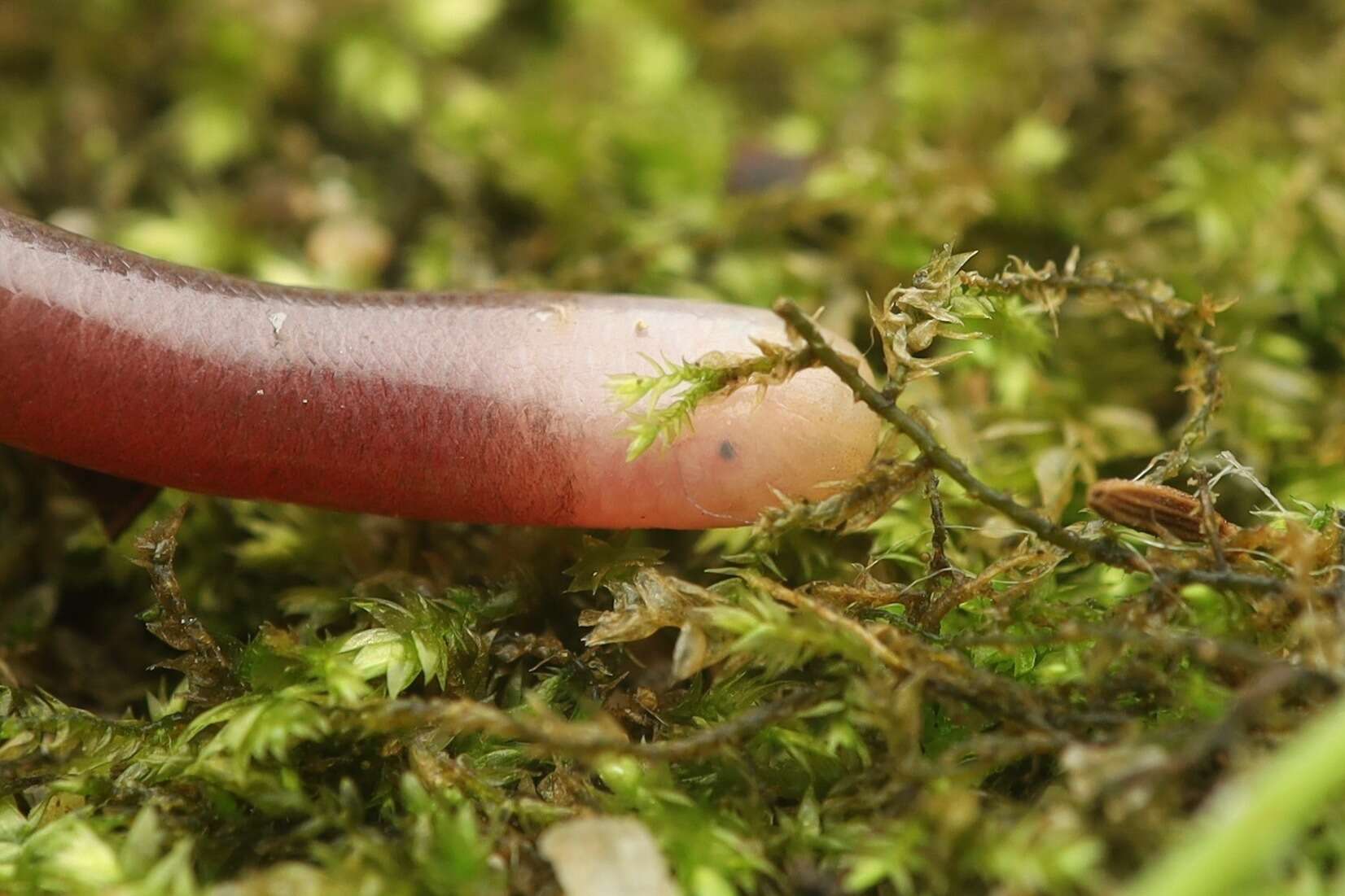 Image of White-headed Blind Snake