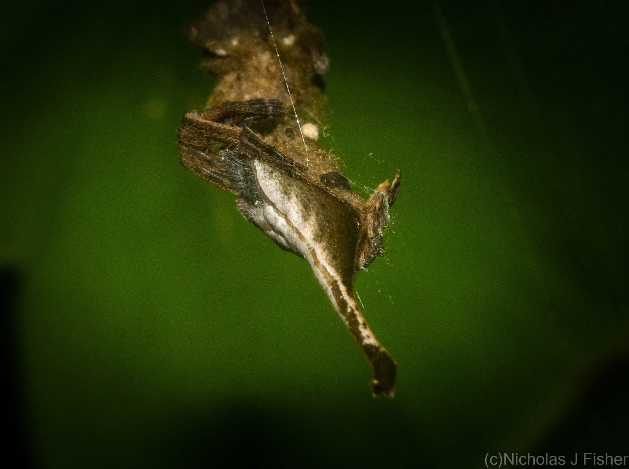 Image of Scorpion Tailed Spider