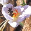 Image of Andrena karia