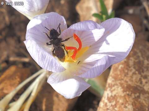 Image of Andrena karia