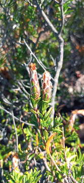 Image of Pteronia hutchinsoniana Compton