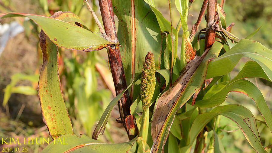 Image of sorghum