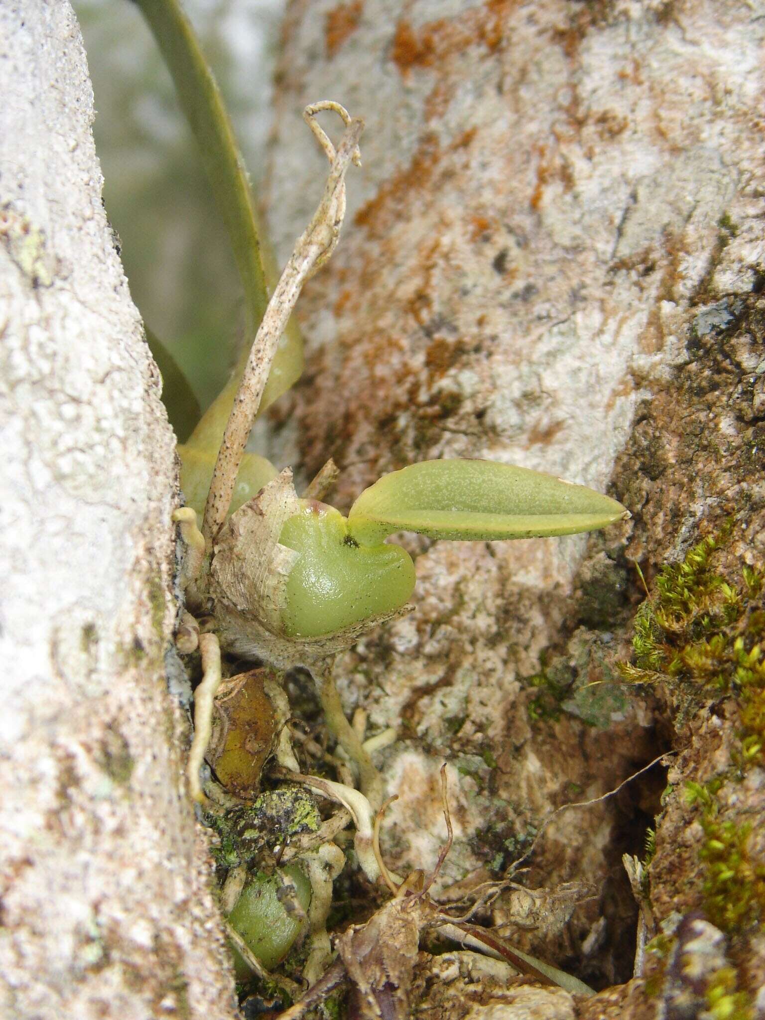 Image of mule-ear orchid