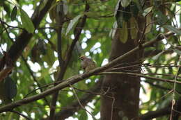 Image of Straw-crowned Bulbul