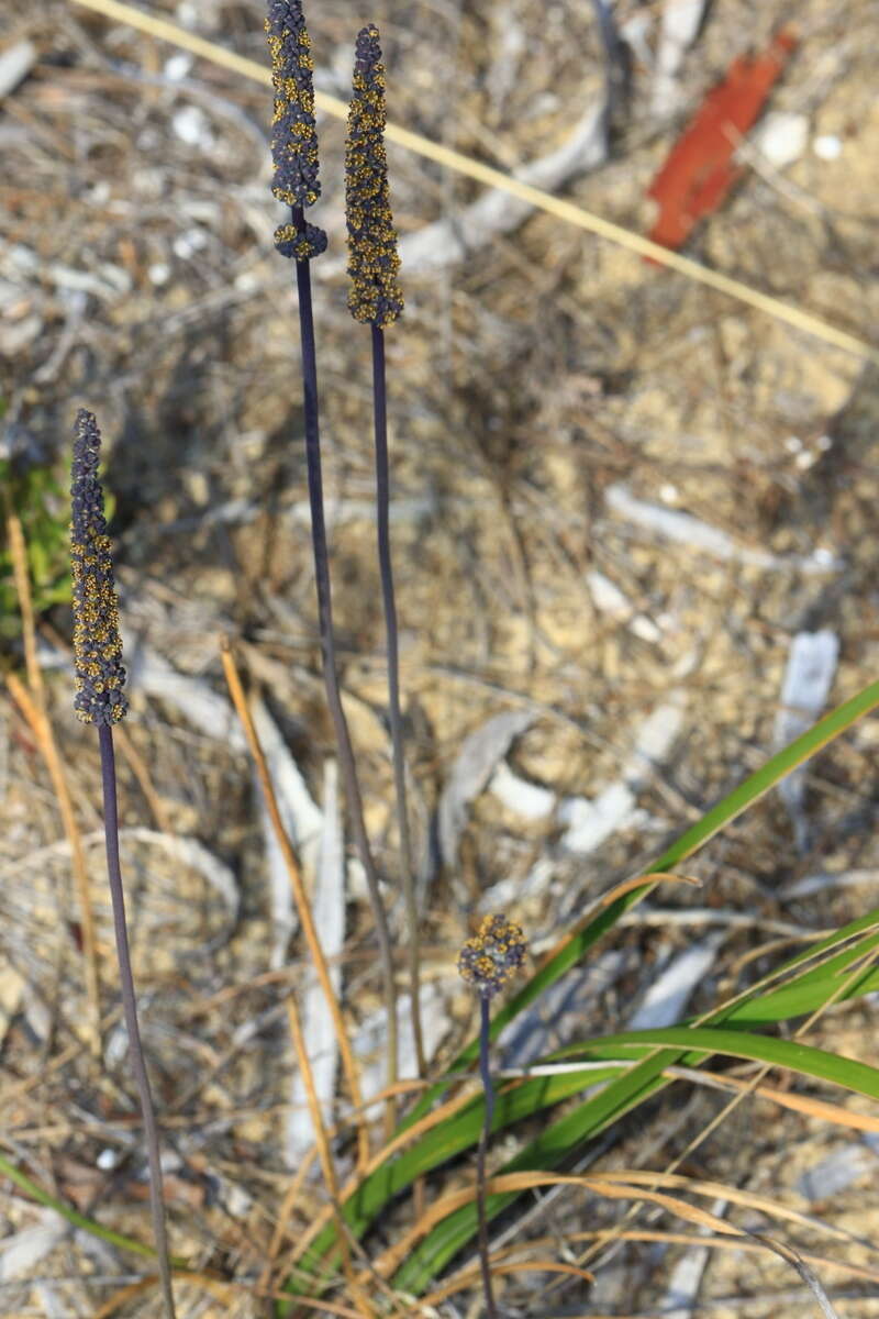 Image de Lomandra preissii (Endl.) Ewart