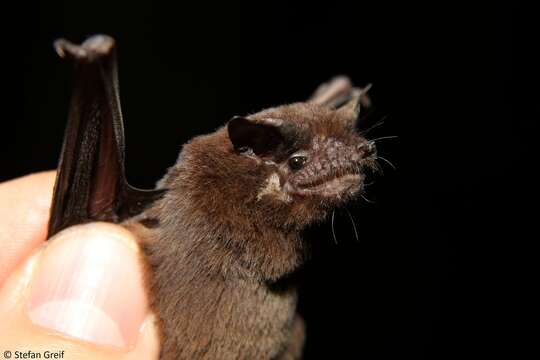 Image of Mauritian Little Mastiff Bat