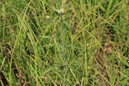 صورة Achillea salicifolia Bess.