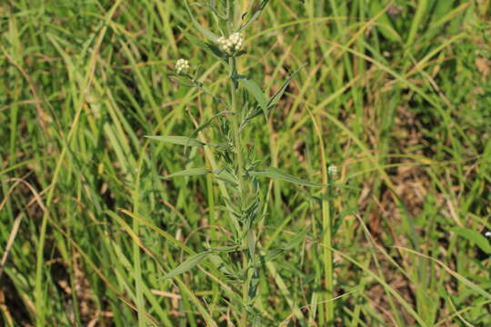 Image of Achillea salicifolia Bess.