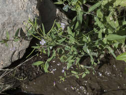 Image of glaucus willowherb