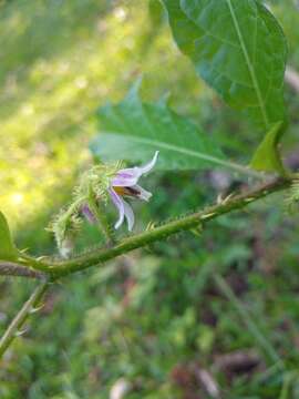 Image of Solanum volubile Sw.