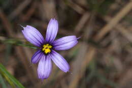 Image of swordleaf blue-eyed grass