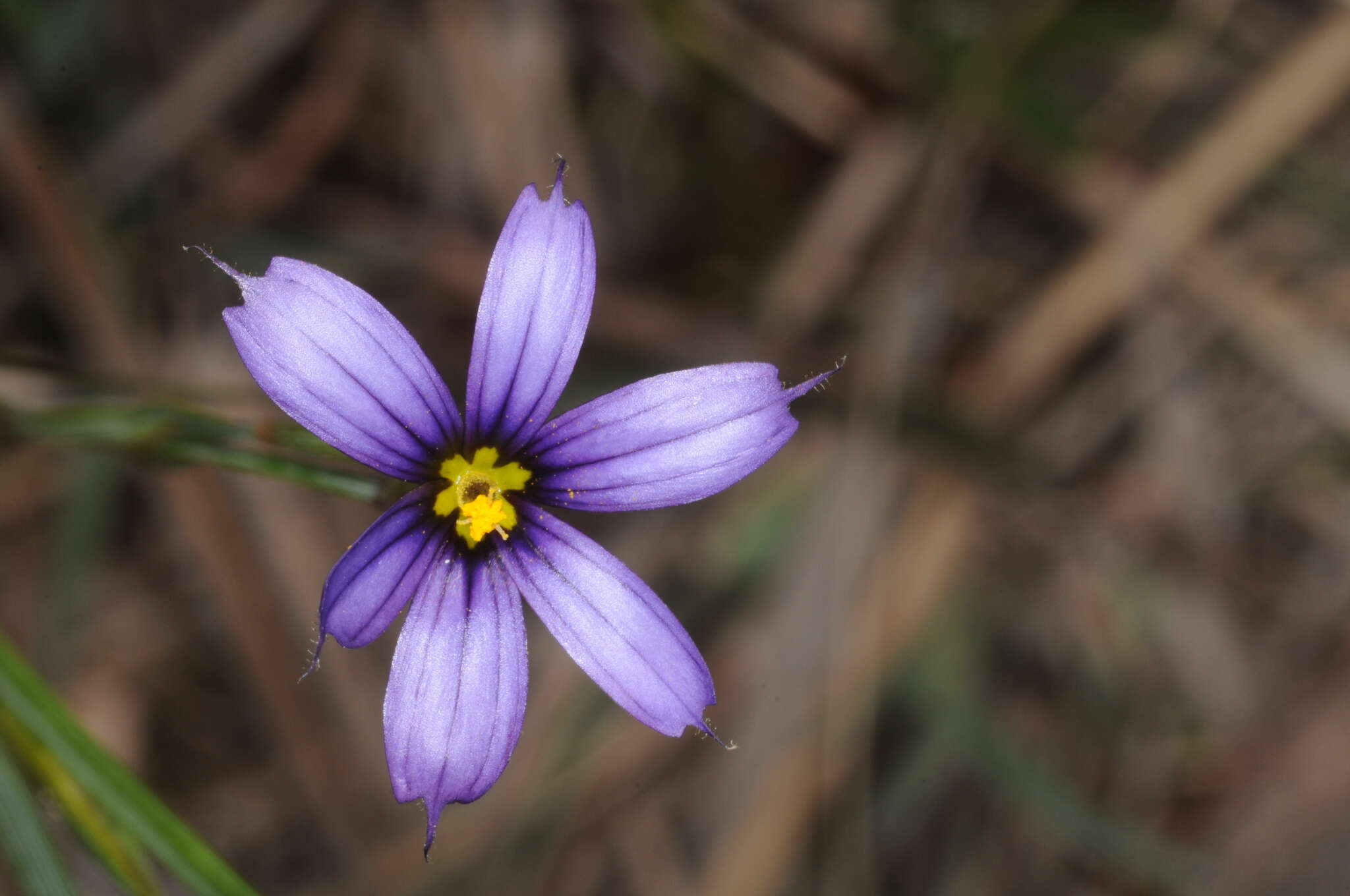 Image of swordleaf blue-eyed grass