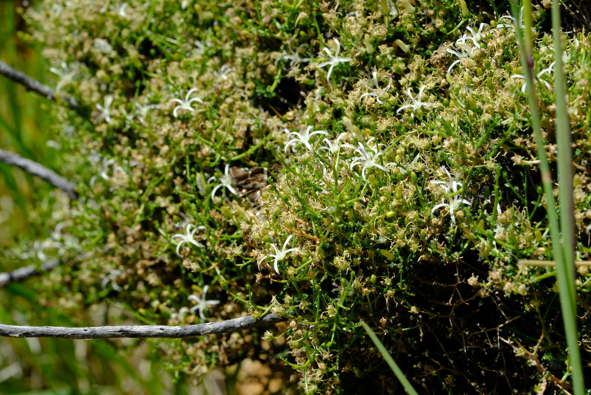 Image of Wahlenbergia denticulata (Burch.) A. DC.