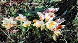 Image of Freesia caryophyllacea (Burm. fil.) N. E. Br.