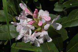 صورة Rhododendron sochadzeae Charadze & Davlianidze