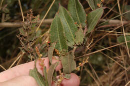 Image de Muehlenbeckia tamnifolia (Kunth) Meisn.