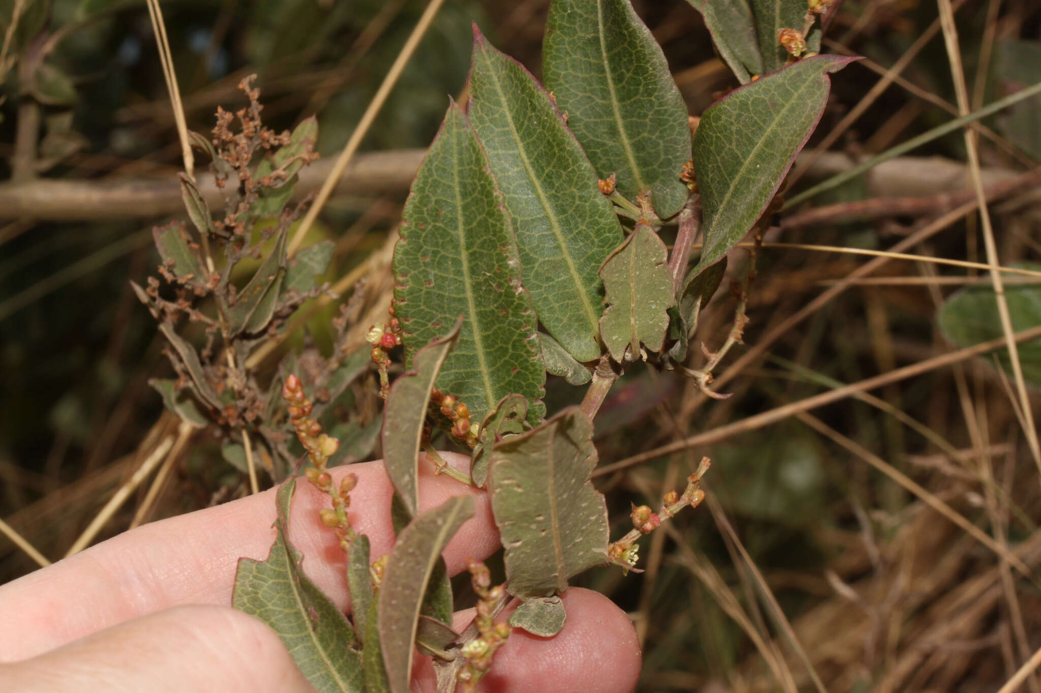 Image of Muehlenbeckia tamnifolia (Kunth) Meisn.
