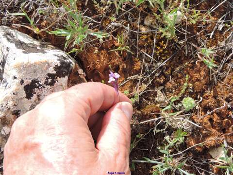 Image of Linaria amethystea subsp. amethystea