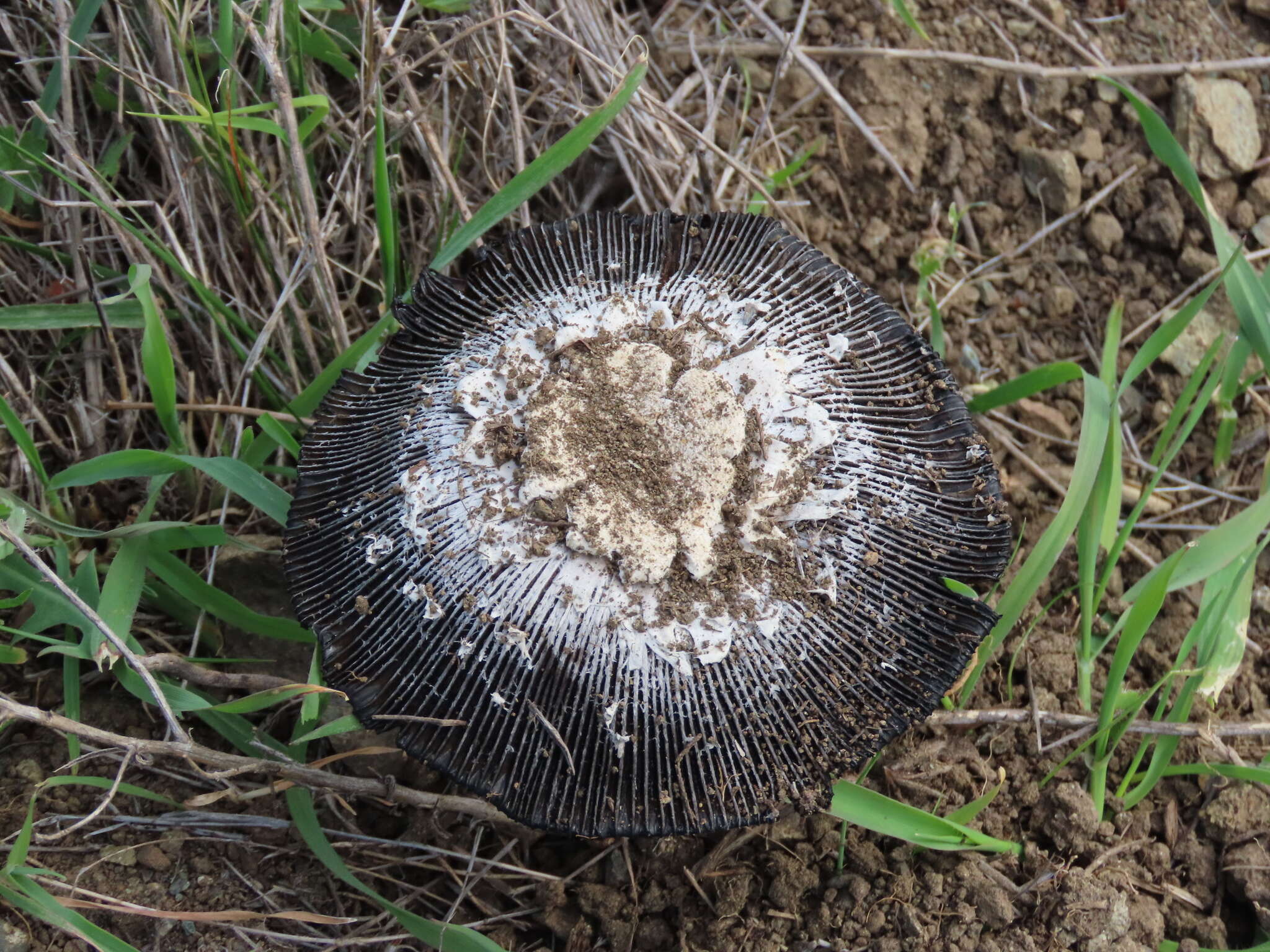 Image of Coprinus calyptratus Peck 1895