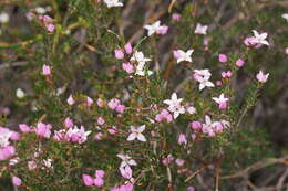 Image of Lemon Boronia