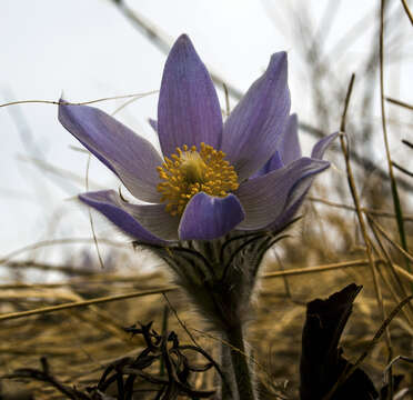 Image of Pulsatilla patens subsp. nuttalliana (DC.) Grey-Wilson