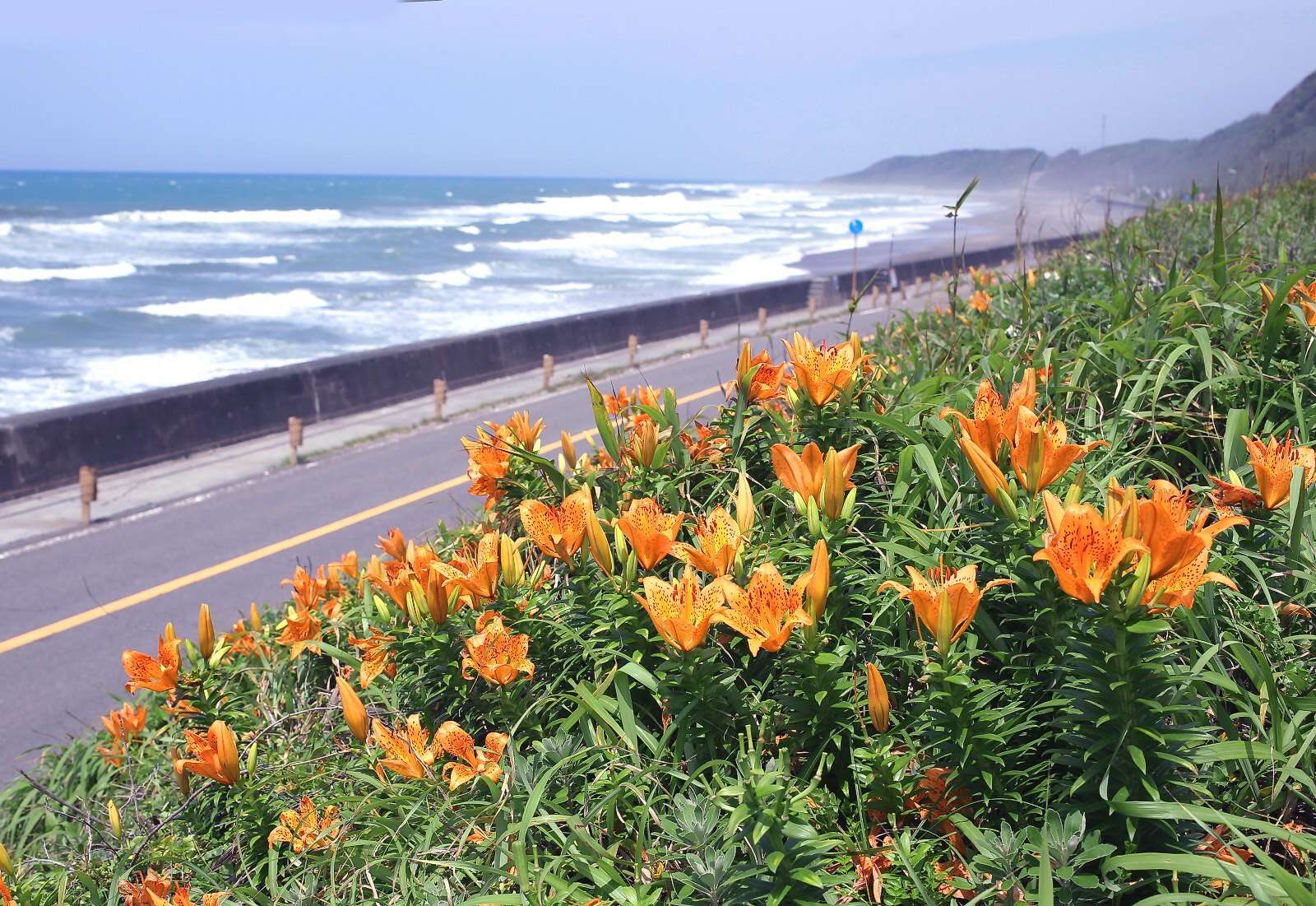 Слика од Lilium maculatum Thunb.