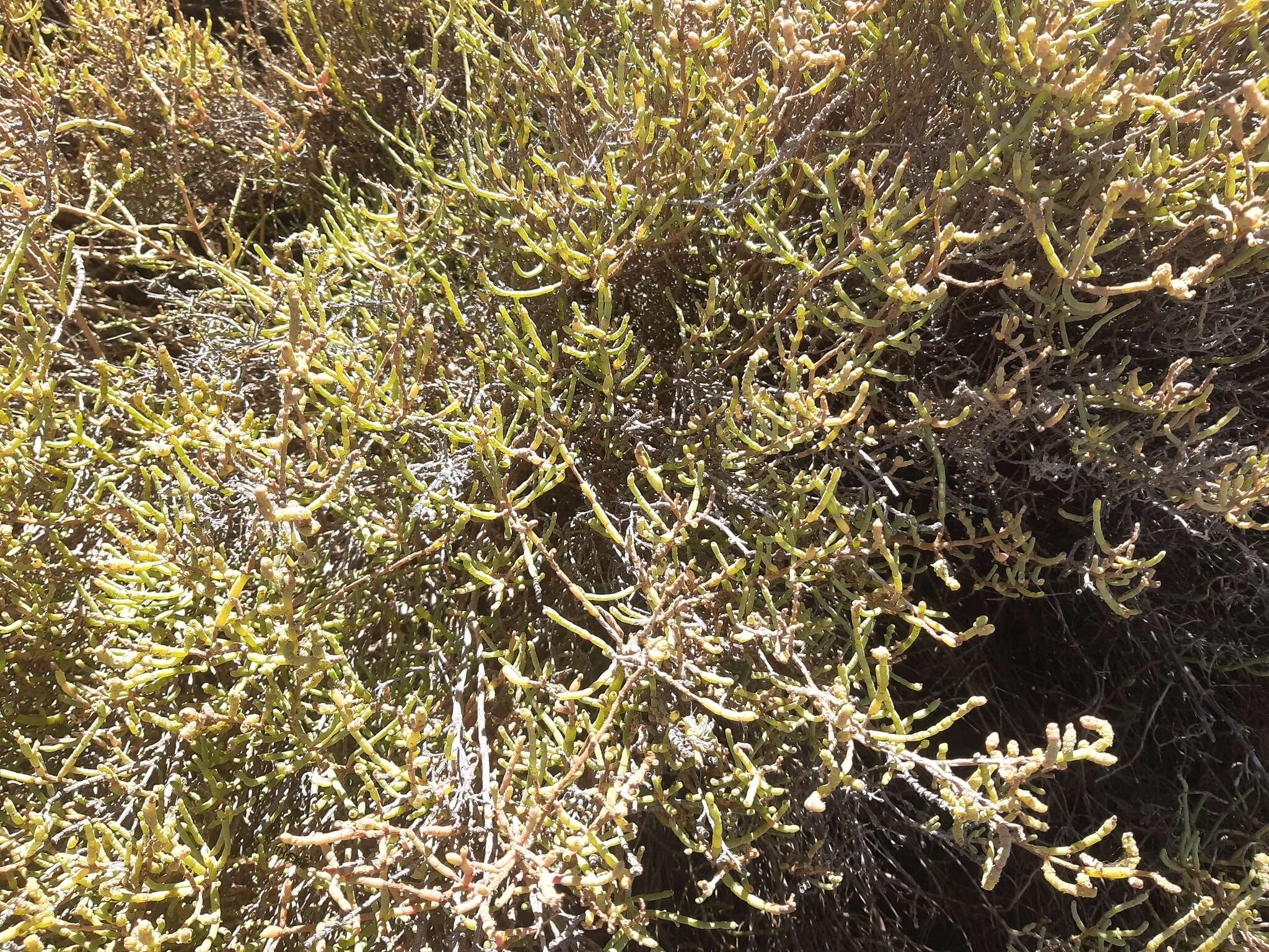 Image of Shrubby Glasswort