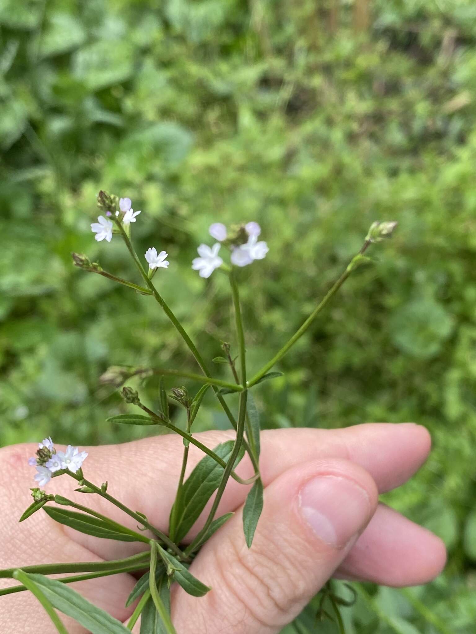 Image of Uruguayan vervain