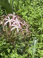 Image de Crinum buphanoides Welw. ex Baker