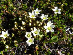 Gentianella filipes (Cheeseman) T. N. Ho & S. W. Liu resmi