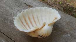 Image of costate cockle