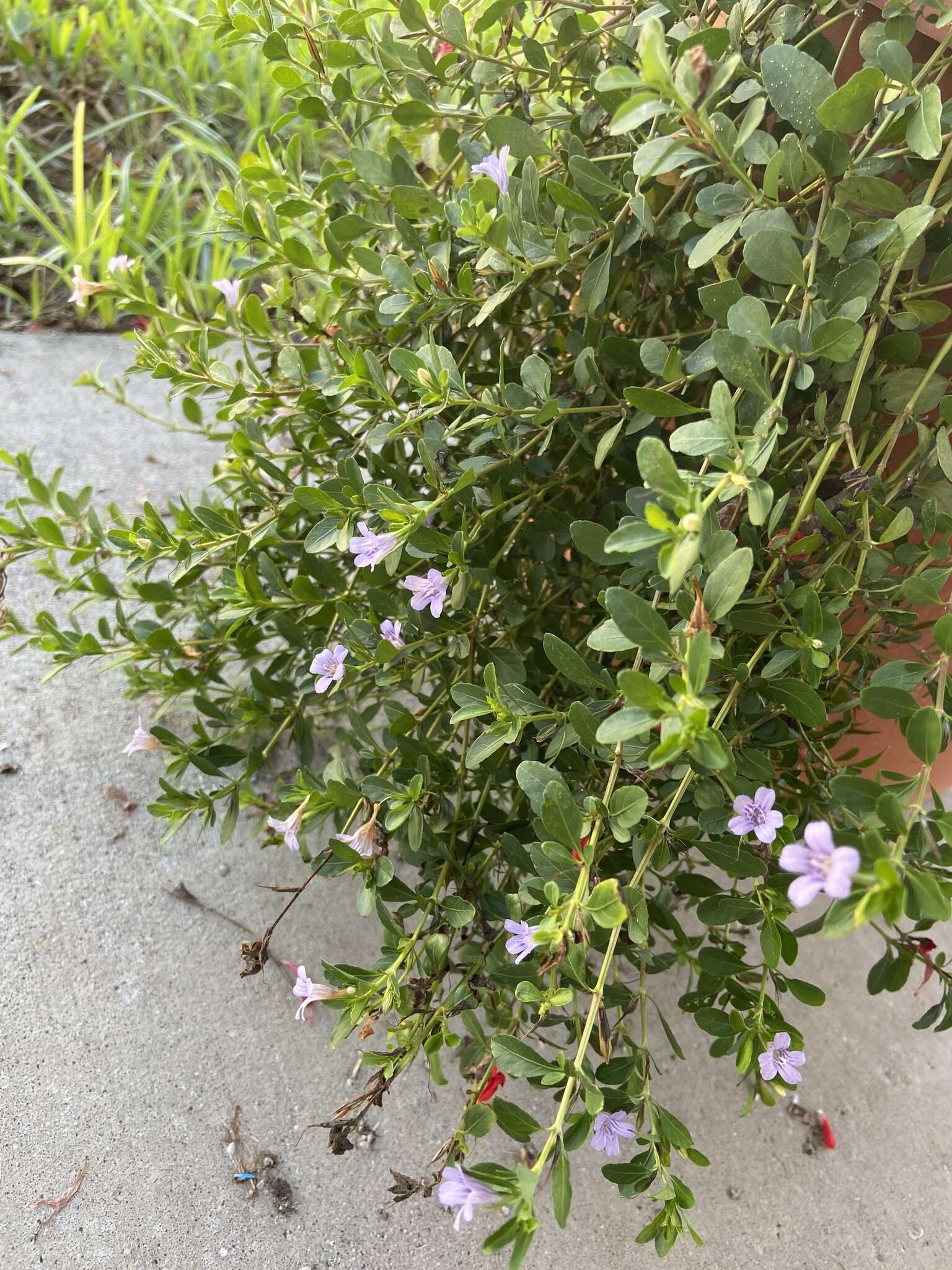 Dyschoriste oblongifolia (Michx.) Kuntze的圖片