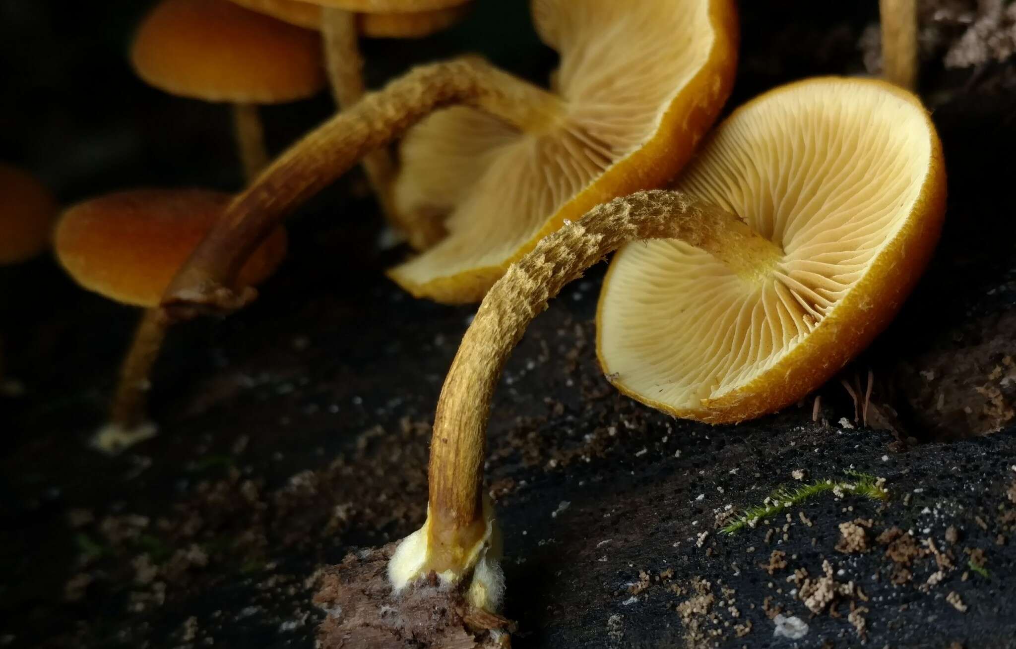 Imagem de Phaeomarasmius proximans (A. H. Sm. & Hesler) Singer 1989