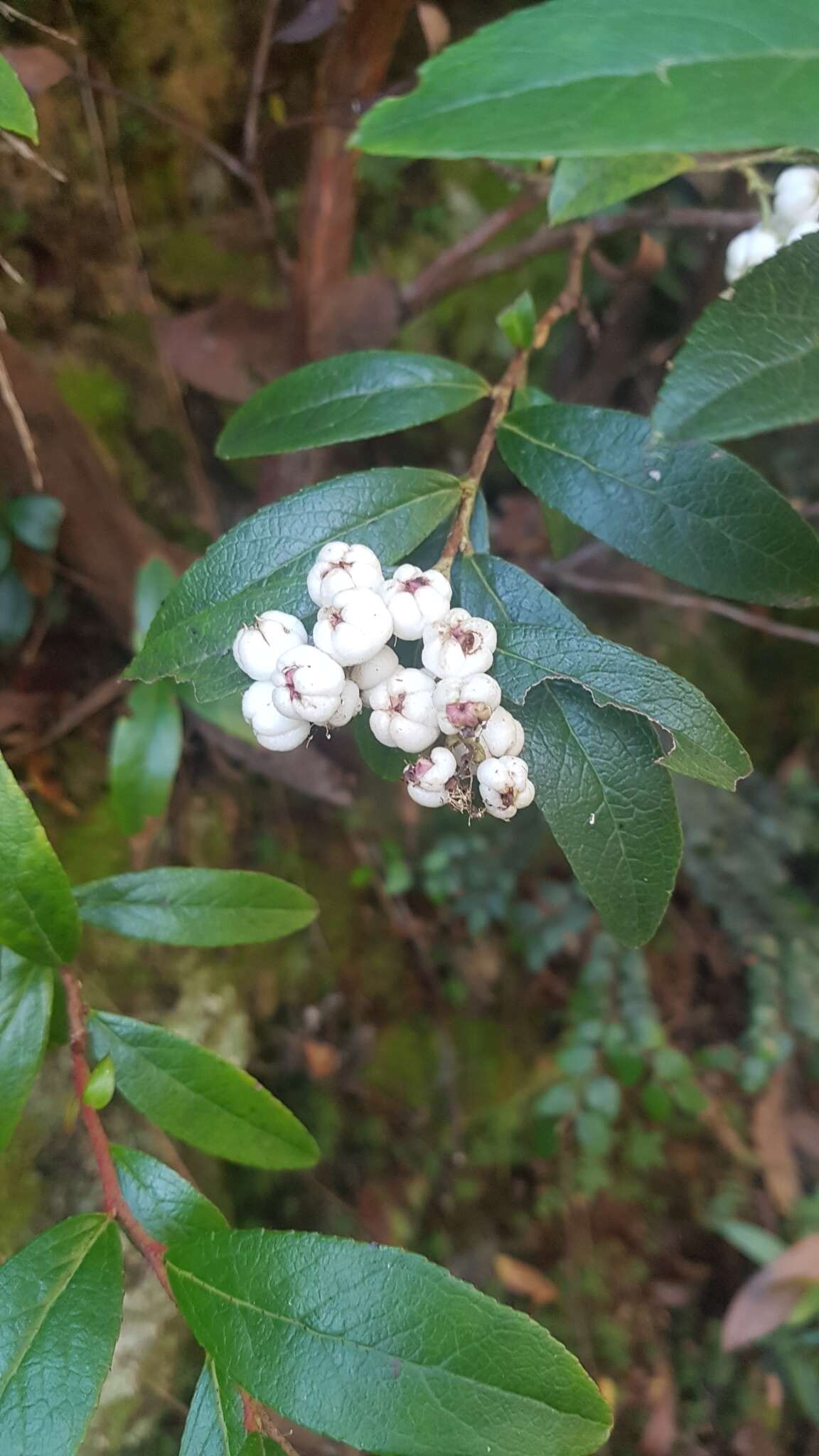 Image de Gaultheria appressa A. W. Hill