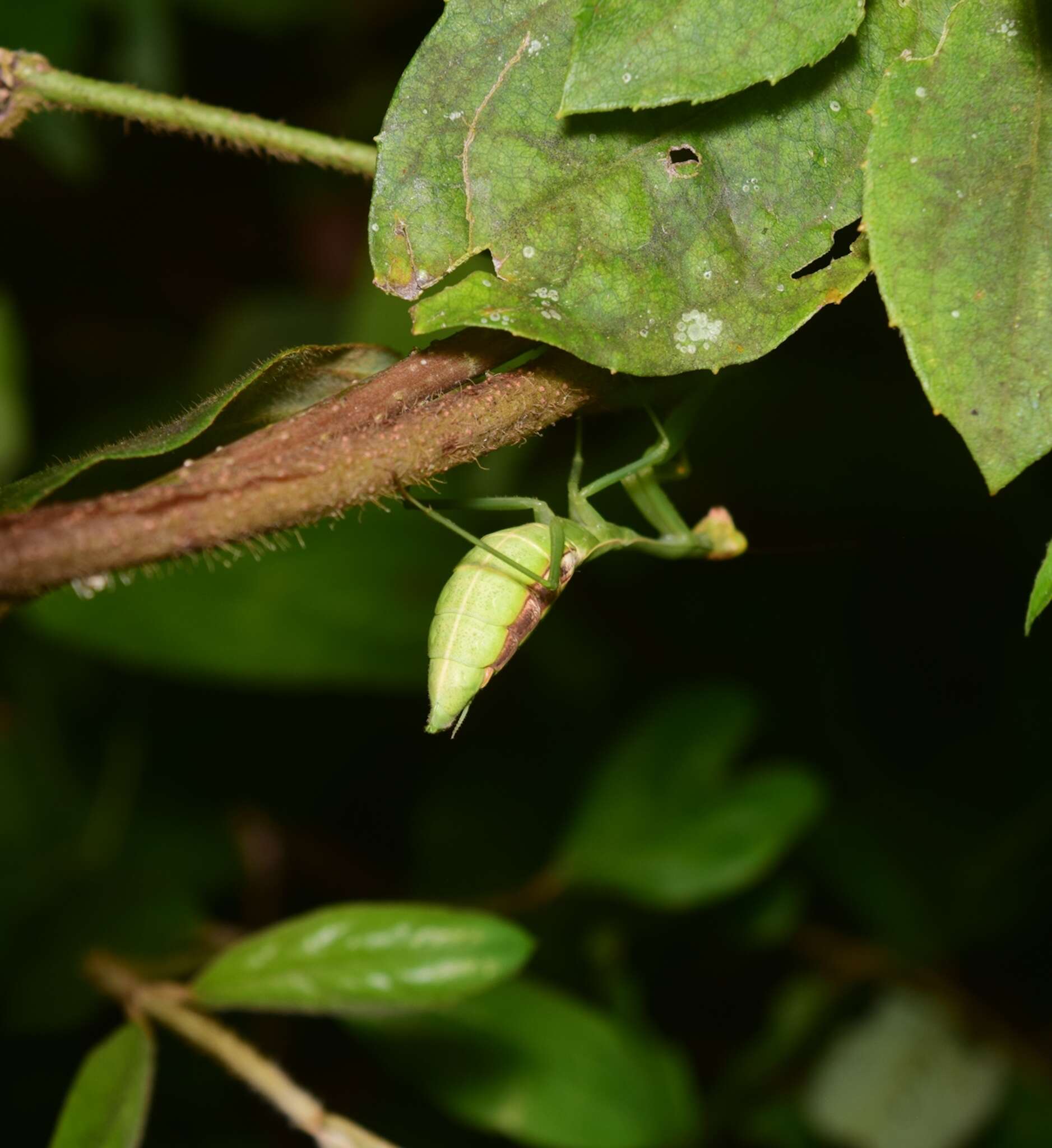 Image of Stagmomantis nahua Saussure 1869