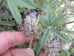 Psoralea hypogaea Torr. & A. Gray resmi