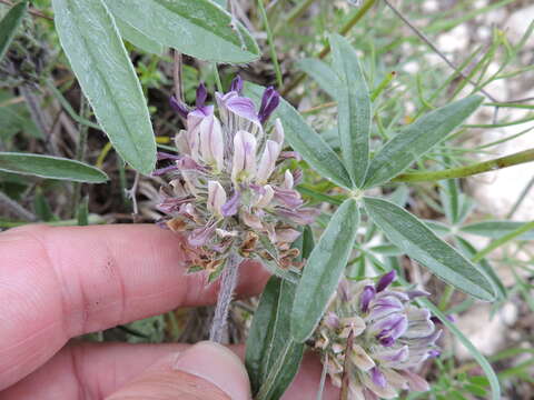 Image of subterranean Indian breadroot