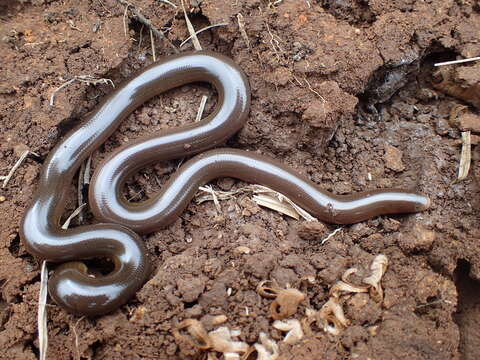 Image of Bibron's Blind Snake