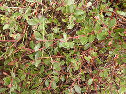 Image of manzanita