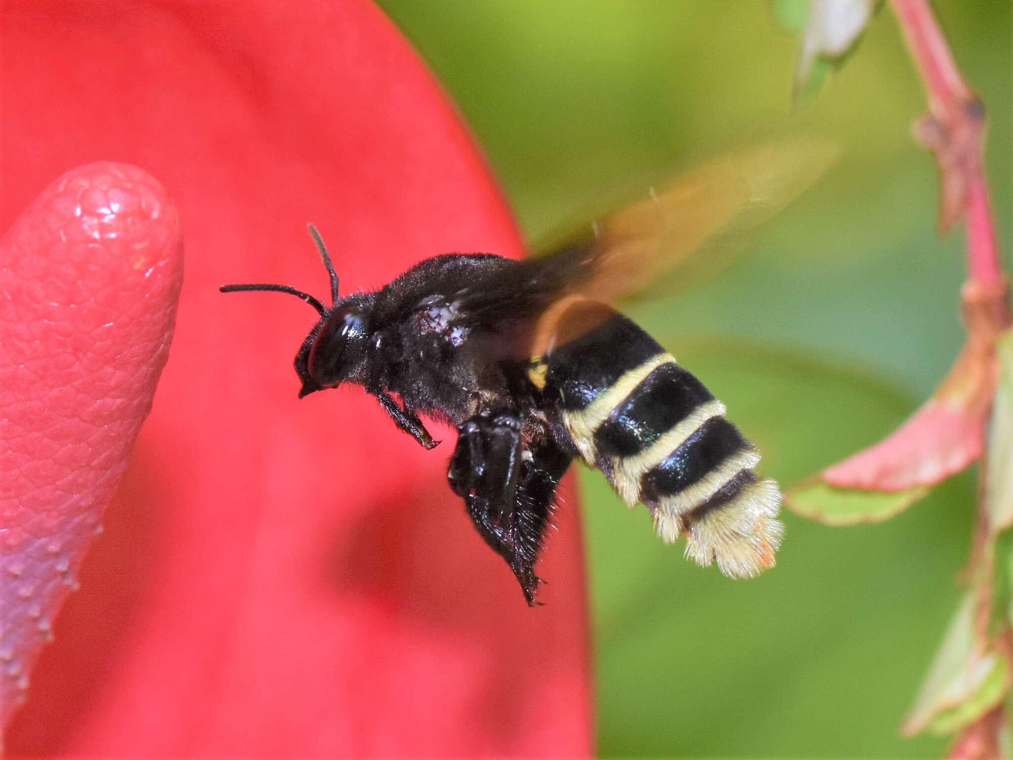 Слика од Eulaema meriana (Olivier 1789)